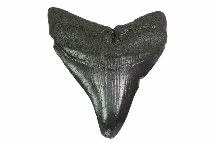 2.83" Juvenile Megalodon Tooth - South Carolina
